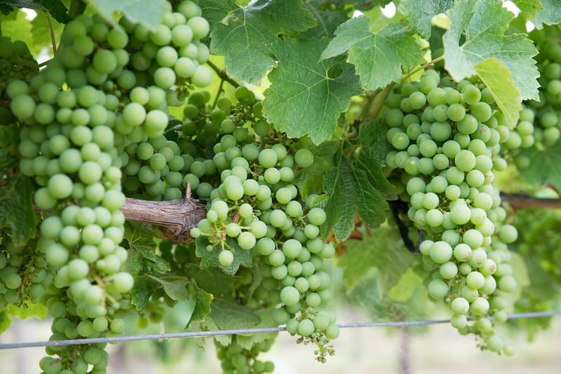 Chardonnay Wine